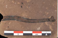 Foto (Detailansicht) von Aronium extinctum Ettingshausen (NHMW-GEO-2024-0188-0453)